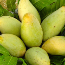 ফজলি আম – Fazli Mango – ১ মন