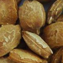 বারি করলা-১ বীজ, Hybrid Bitter Gourd, Bari karla-1 seed, বীজ ,হাইব্রীড করলা বীজ,bij,hybrid karla-1 bij,karla bij,করলা বীজ,