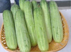 হাইব্রিড শশা বীজ, Hybrid cucumber seeds, শশা বীজ, Cucumber seeds, বীজ, seeds,sosha bij, hybrid sosha bij